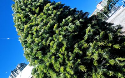 How to Preserve Your Christmas Tree and Keep it Fresh