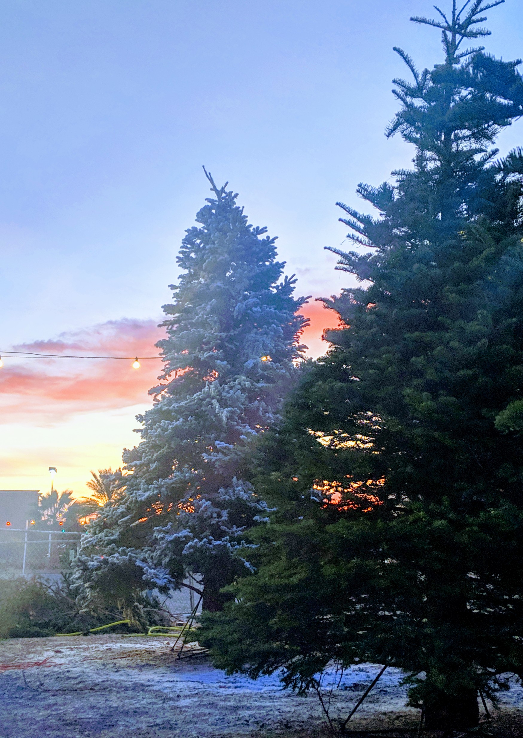 Where to Get Big, Tall Christmas Trees in Las Vegas Rudolph's