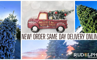 Order Online Same-Day Christmas Tree Delivery | Las Vegas, NV Only