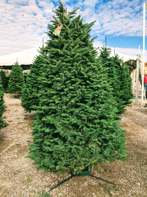 Noble Fir Rudolph's Christmas Trees Las Vegas, NV