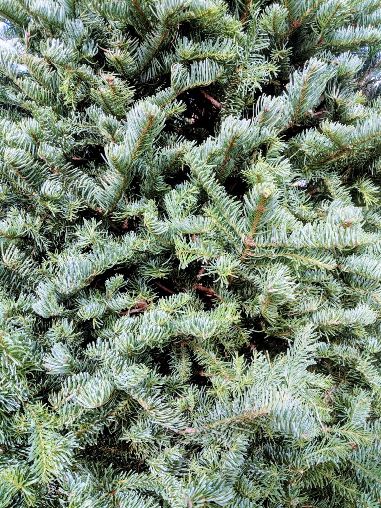 Las Vegas Christmas Tree Rudolph's Christmas Trees Las Vegas, NV