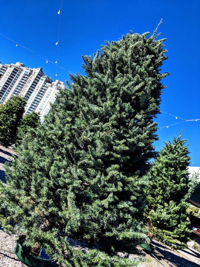 noble fir christmas tree