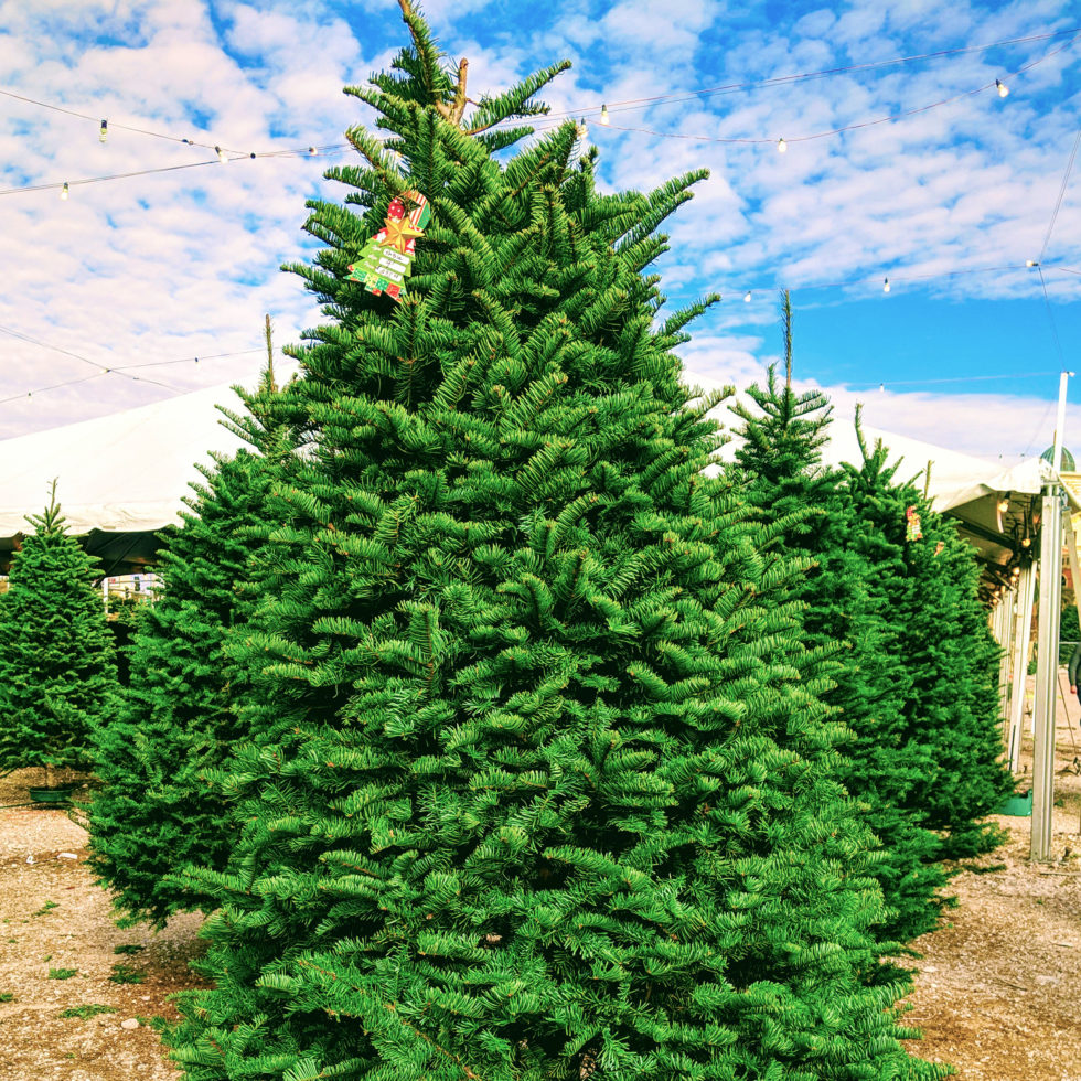 Our Trees Rudolph's Christmas Trees Las Vegas, NV