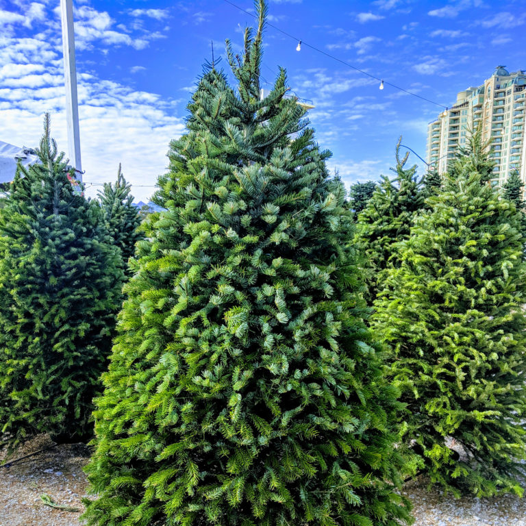 Nordmann Fir Christmas Tree